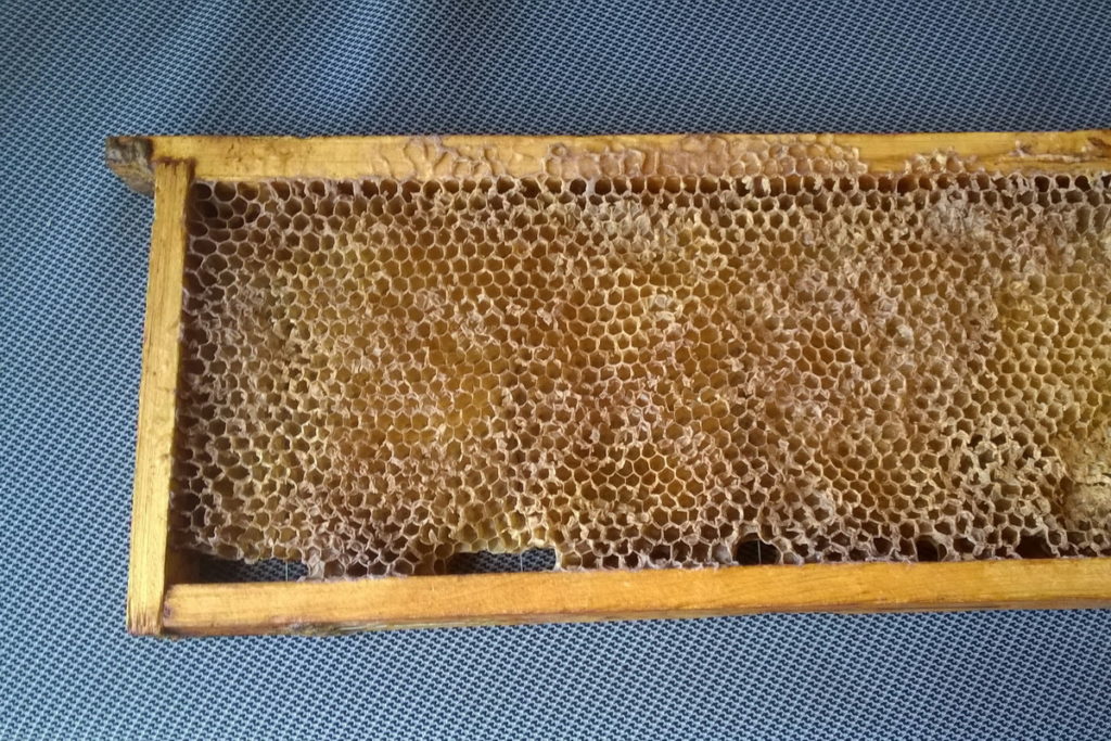 dall'apicoltore con i bambini