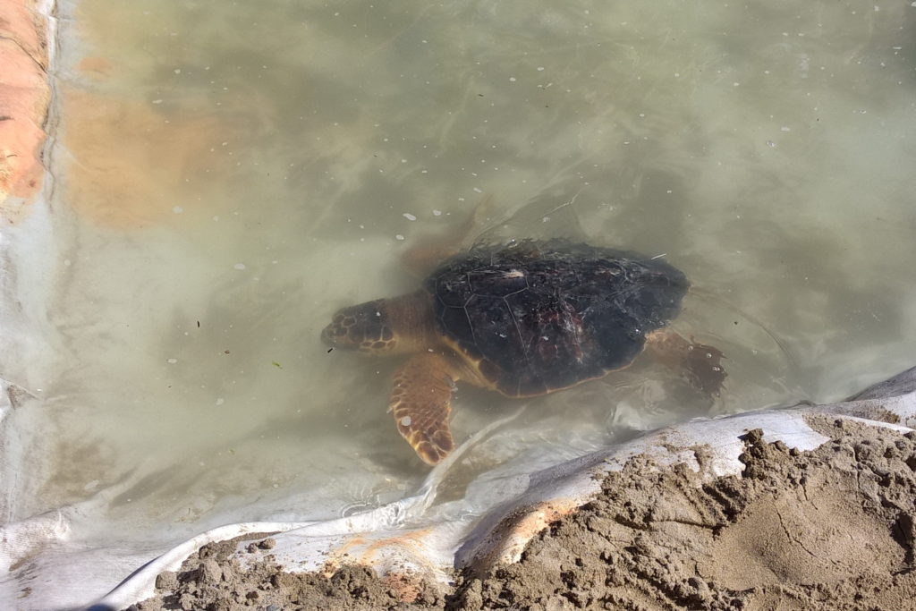 rilascio tartaruga marina a Pesaro