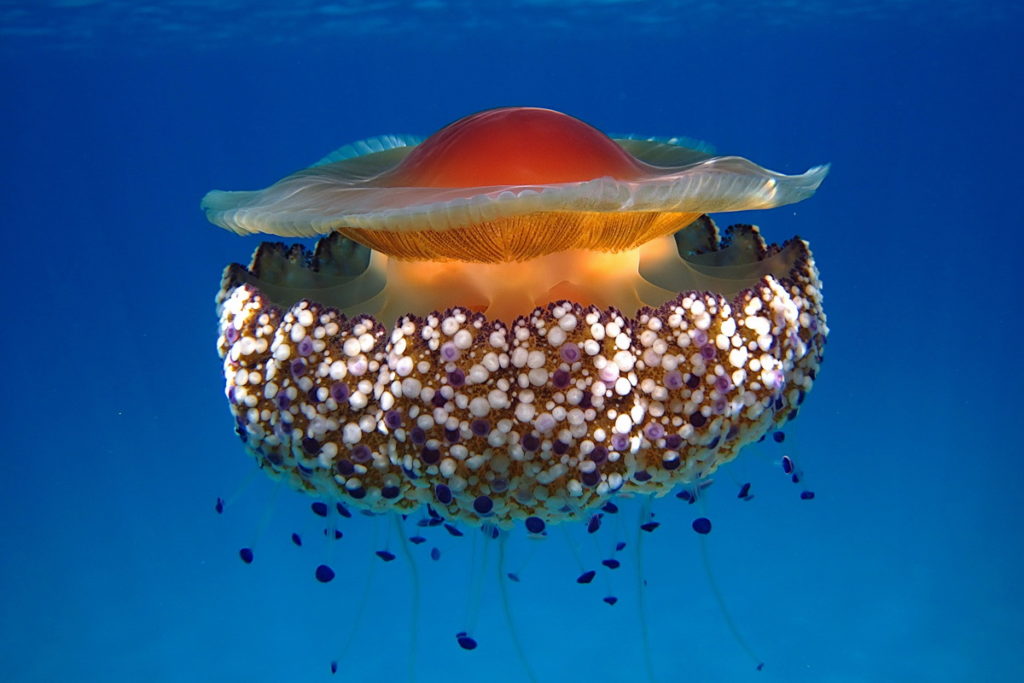 Idee creative a tema medusa