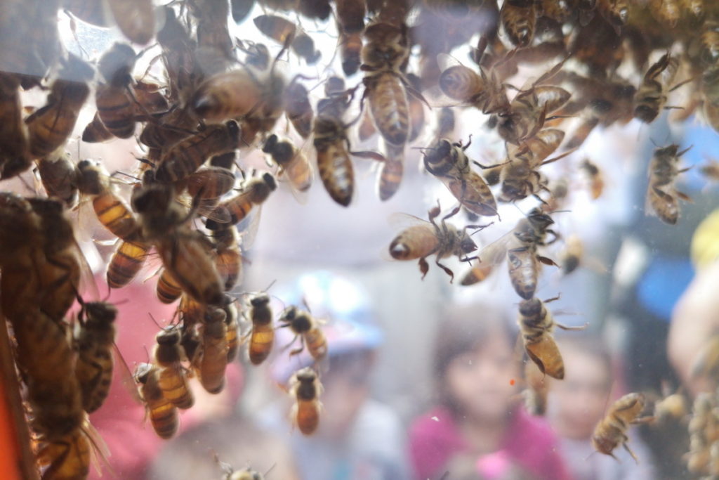 Visita didattica apicoltore Pesaro. Come parlare api ai bambini