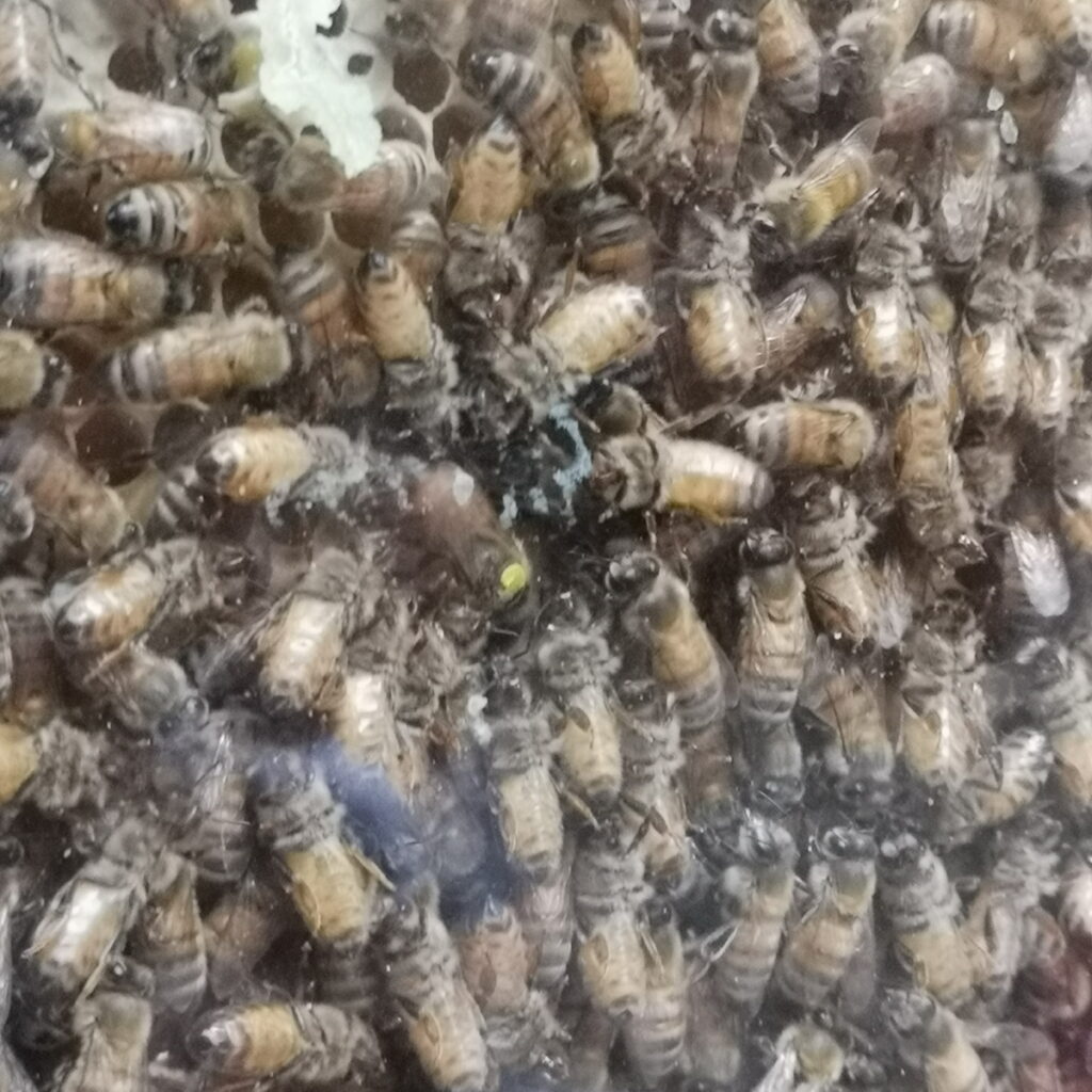 apicoltore bambini