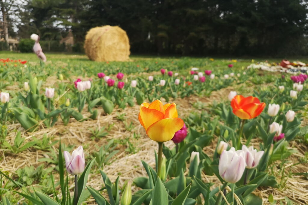 Un campo di tulipani a Pesaro