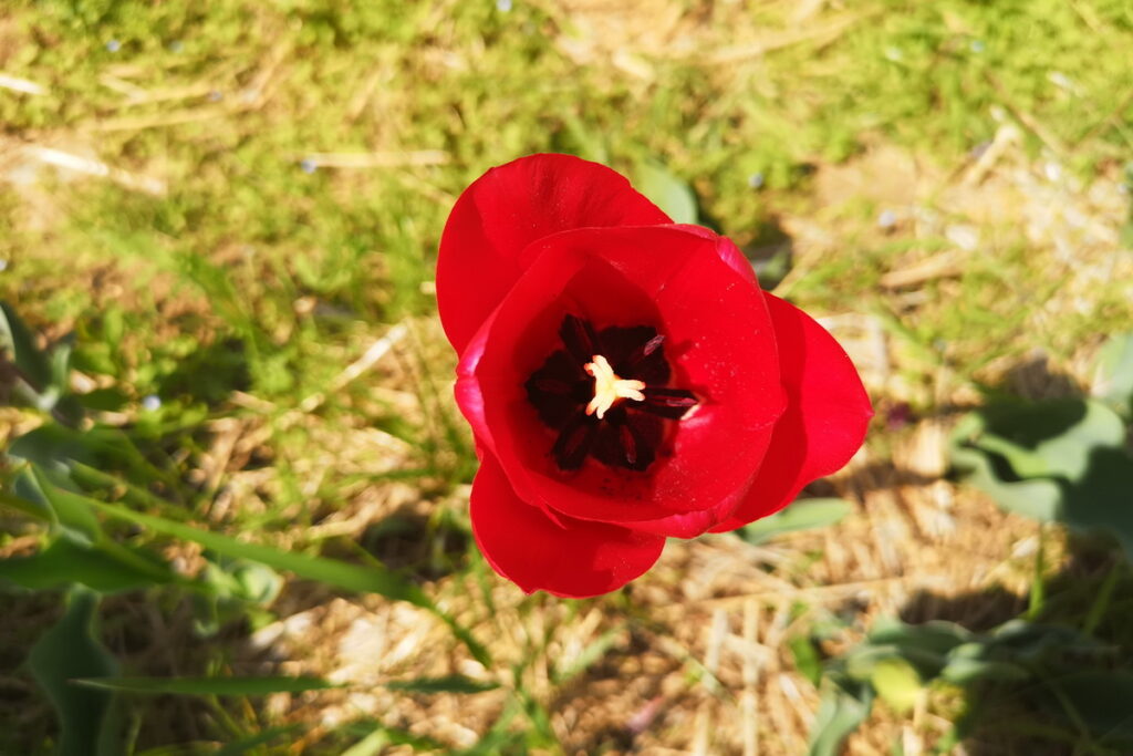 Il giardino dei colori, un campo di tulipani a Pesaro