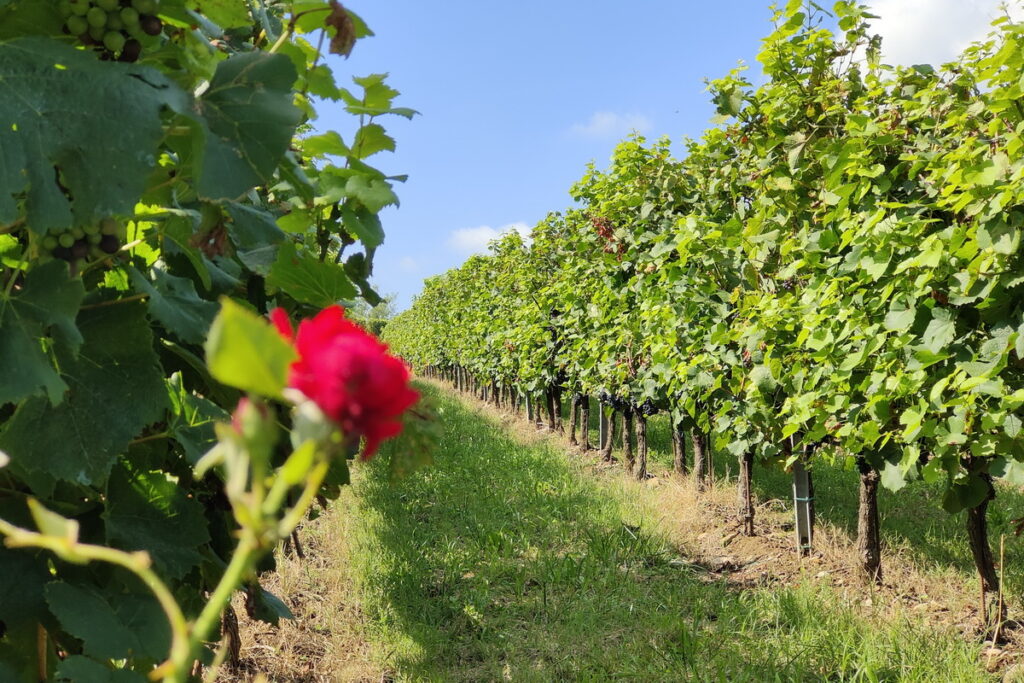 Le strade panoramiche della Franciacorta i Ebike