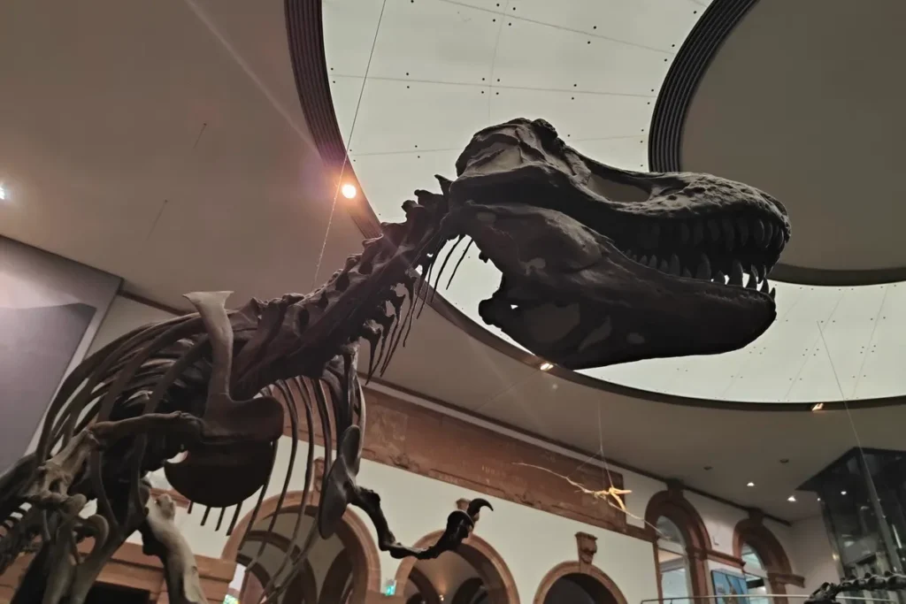 Senckenberg Naturmuseum: faccia a faccia con i dinosauri
