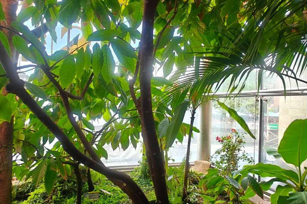 La serra tropicale: per la prima volta davanti a una pianta di cacao!